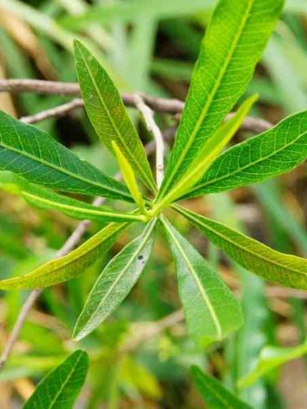 Le Bois d’Arnette — une plante traditionnelle du patrimoine réunionnais