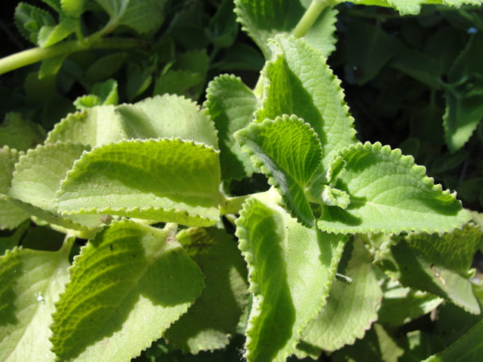 Le Gros Thym — une plante aromatique très présente dans les jardins créoles