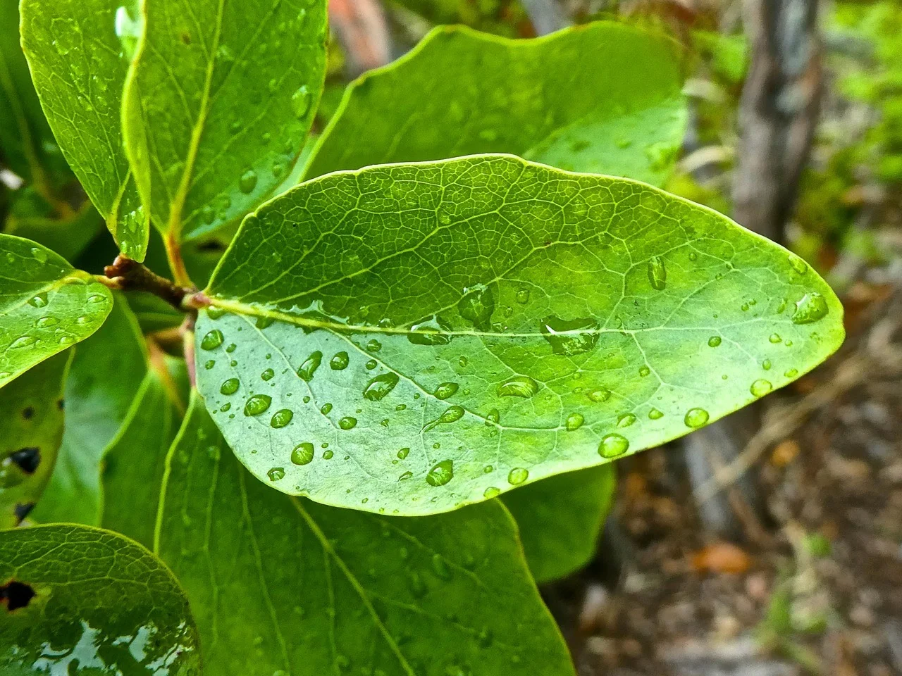 Bois de tisane rouge péi