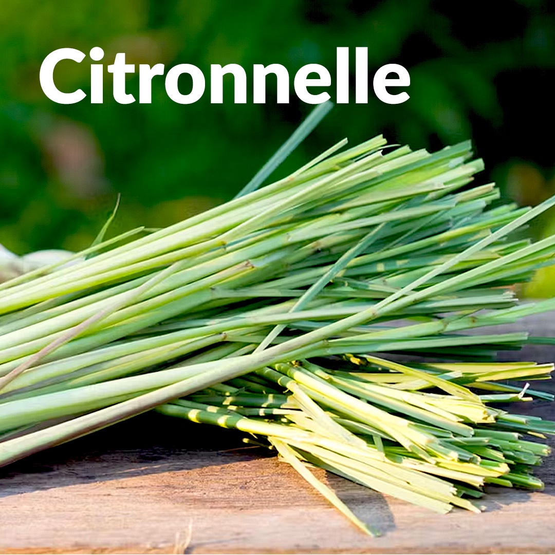 Citronnelle