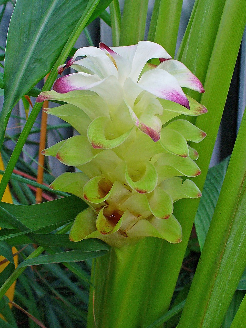 Curcuma