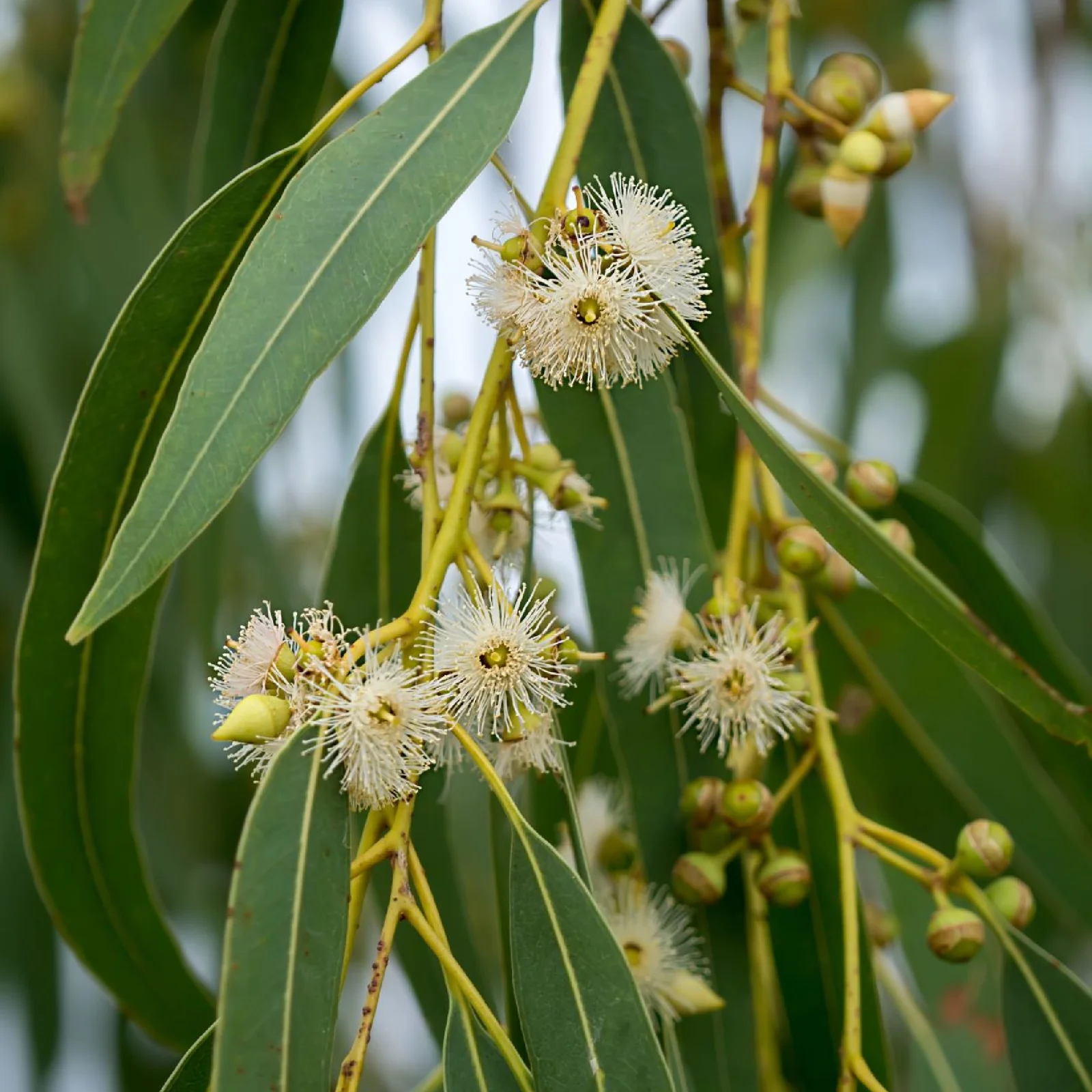 Eucalyptus