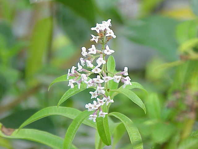 Verveine citronnelle