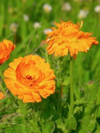 Calendula