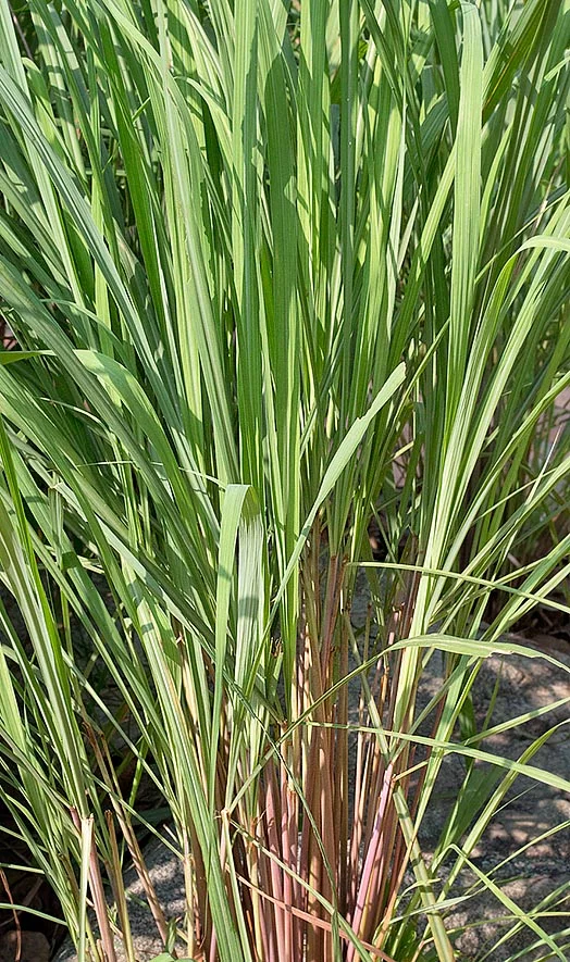 Citronnelle marron