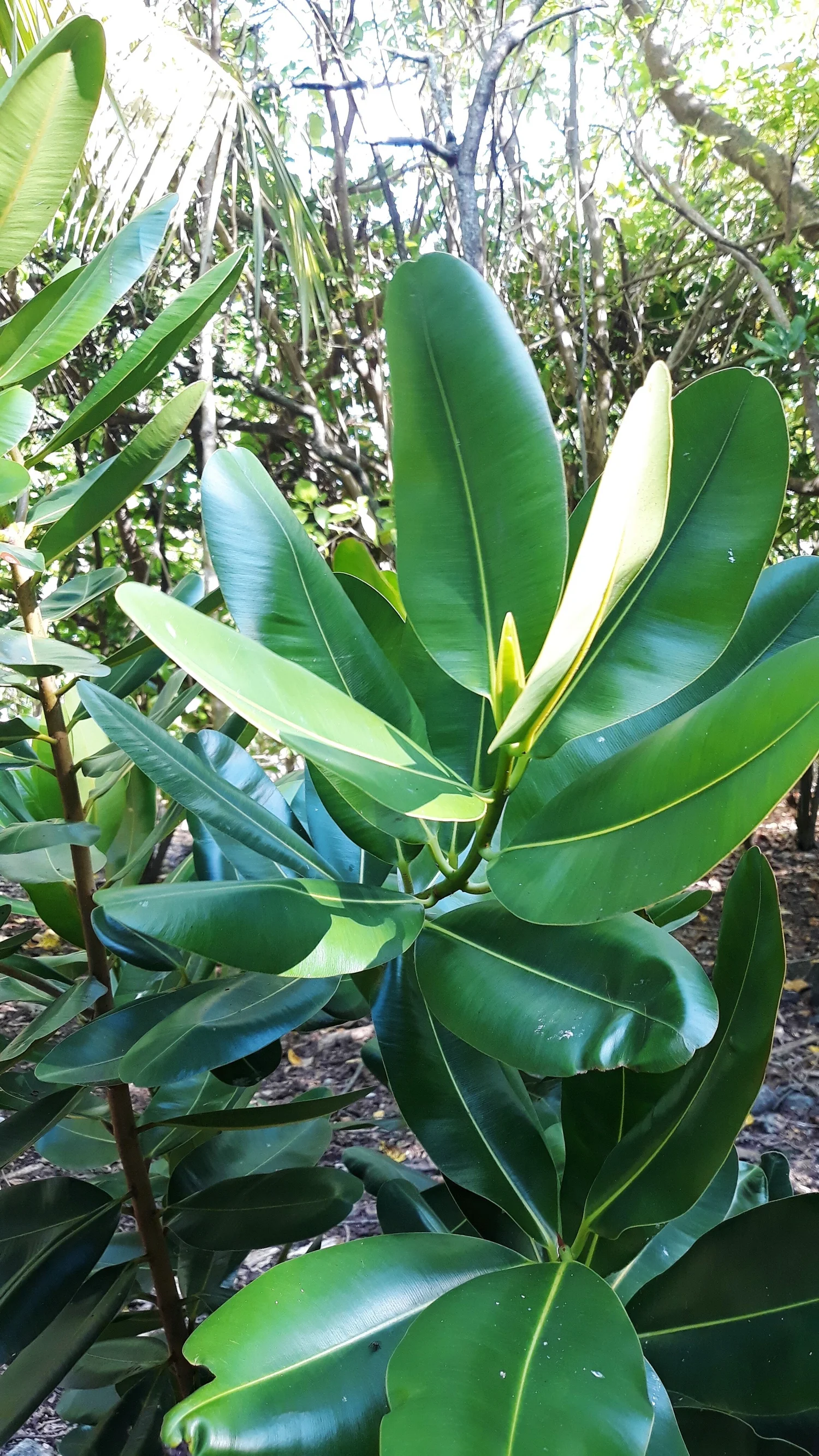 Image secondaire de la plante