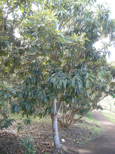 Image secondaire de la plante