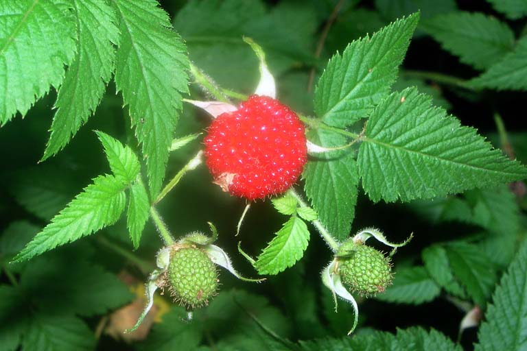 Framboisier péi