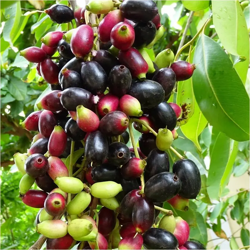 Jamblon