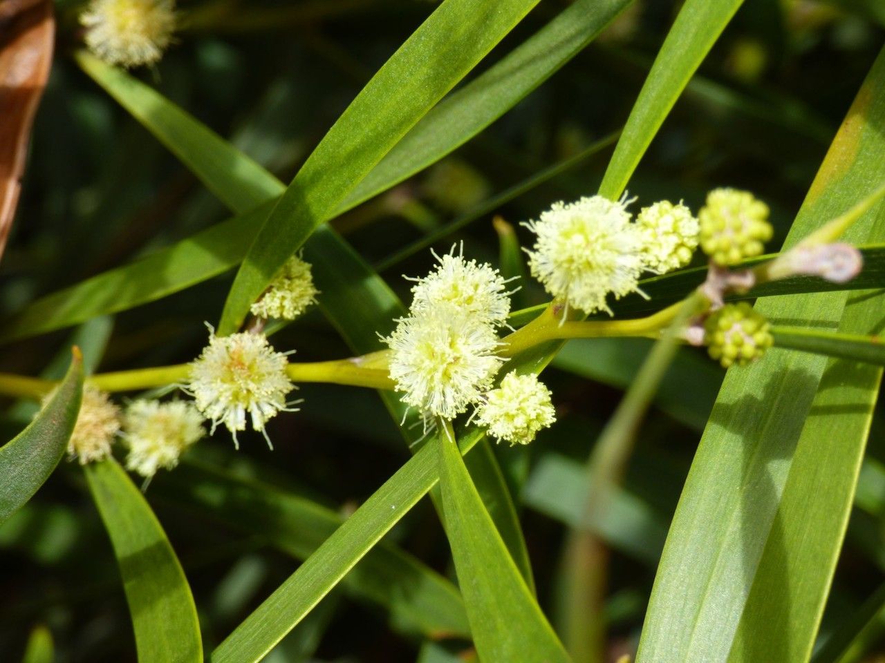 Tamarin des Hauts