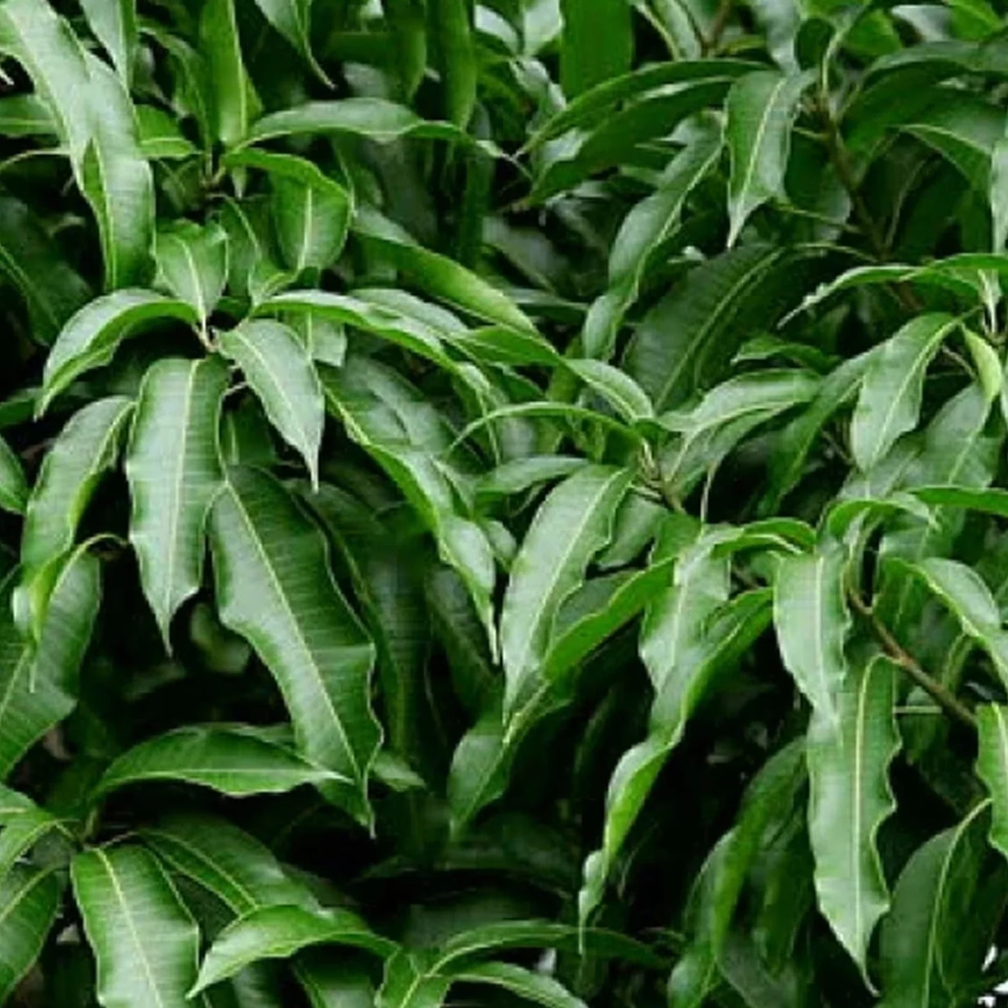 Feuille de mangue