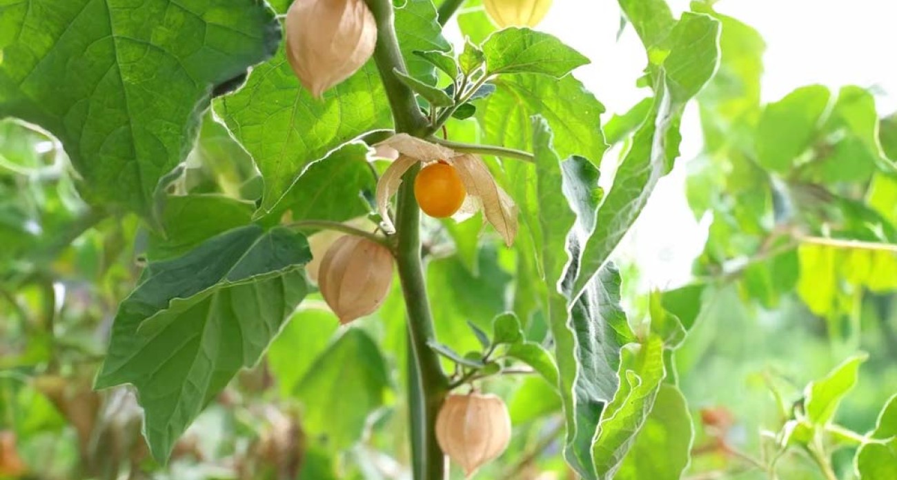 Tomate poc-poc
