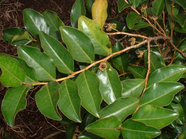 Goyave marron