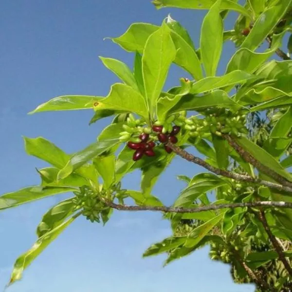 Bois d’osto