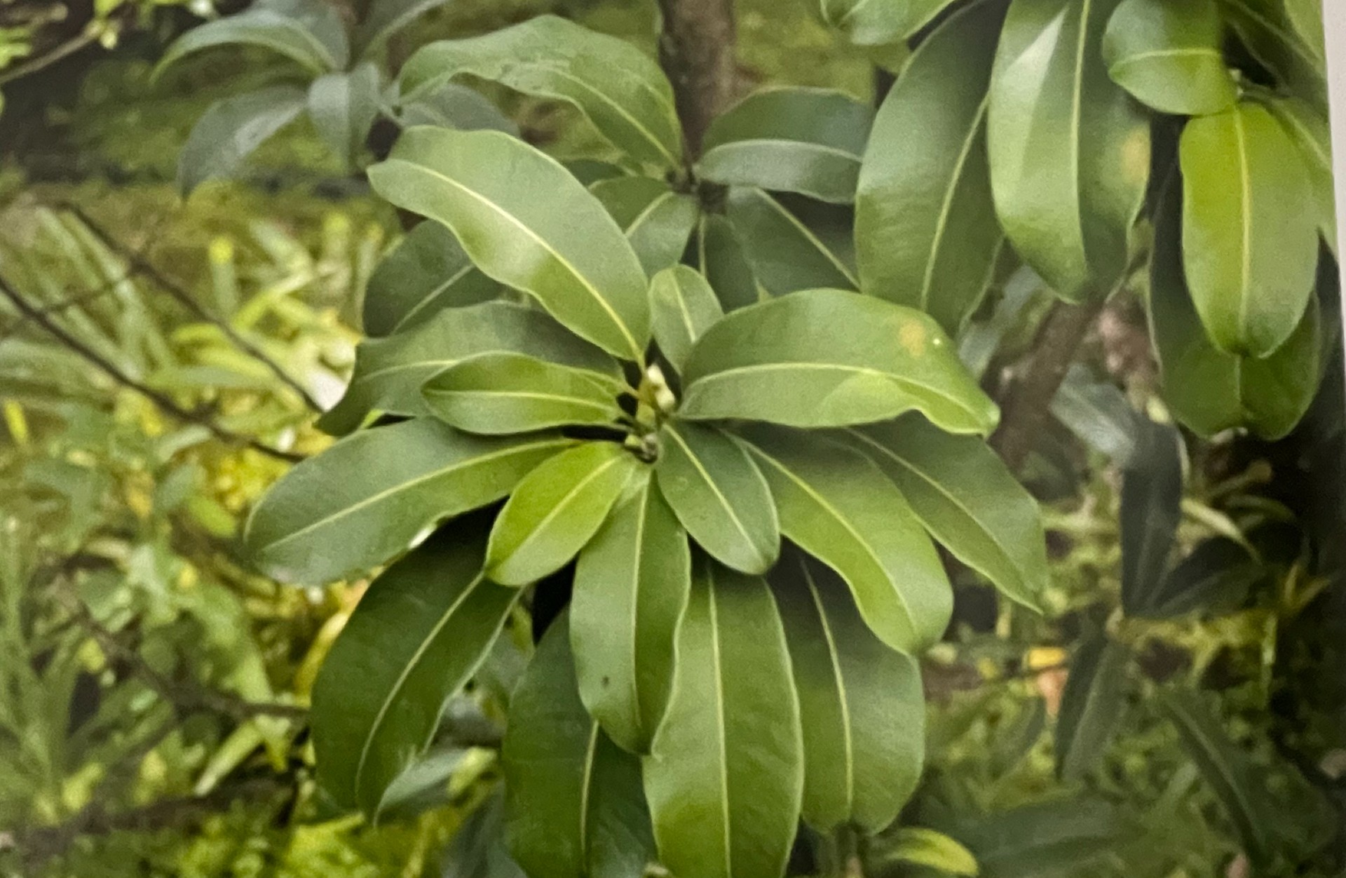 Bois de fer péi