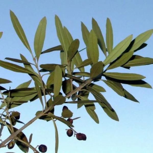 Bois d’olive noir